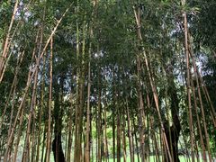 -西湖外事游船(湖滨二公园外事游船码头)