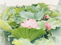 -梁鸿国家湿地公园