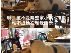 -Cappucimeow猫咪咖啡馆(韦伯时代店)