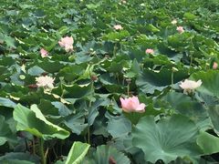 -荷塘月色湿地公园·向阳花洲
