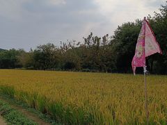 -八卦田遗址公园
