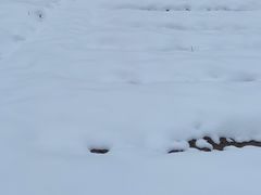 -汪营鸭杂(东风大道店)