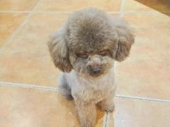 -西安京西宠物医院·瘫痪·疑难杂症