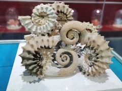 -青岛贝壳博物馆
