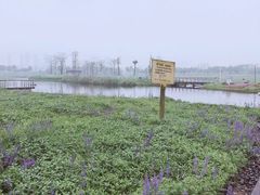 -洋湖国家湿地公园