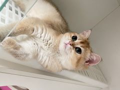 -lincat·猫舍(广州店)