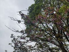 -八大山人梅湖景区