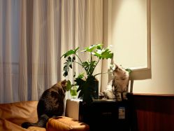 -优刻西服西装定制(金轮国际广场店)