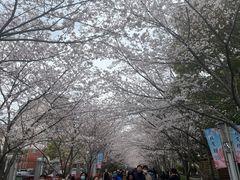 -高东镇樱花园