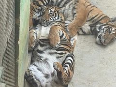 -栾川竹海野生动物园