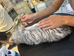 -momokira米努特·德文卷毛猫·棉花面纱犬
