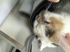 -乖乖宠物医院·猫科·急重症中心(车站北路分院)