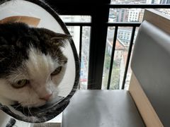 -喵园·猫主题咖啡厅·撸猫·猫咖(国贸店)