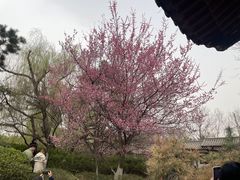 -西安青龙寺遗址景区