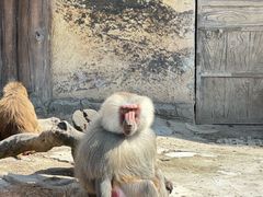 -上海野生动物园