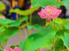 -成都市文殊院