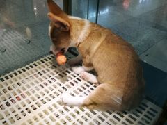 -乐宠宠物店(世纪金源店)