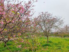 -天适樱花悠乐园