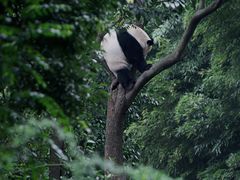 -成都大熊猫繁育研究基地