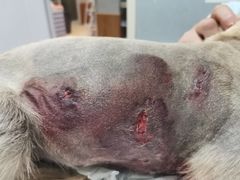 -瑞派雷欧宠物医院·24h夜诊·心脏骨科牙科·全科重症转诊中心(无影山店)