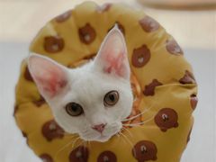-喜多萌中农锦绣动物医院24H·猫科·牙科MRI·CT
