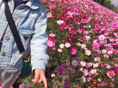 -田园东方蜜桃村的田野营地