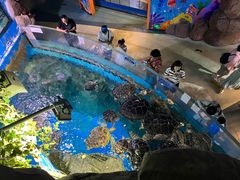 -烟台海昌鲸鲨海洋公园