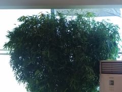 -皇城老妈·大连海鲜火锅(港湾店)