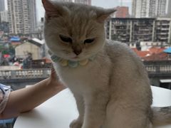 -怪兽屋·羊驼·猫咖·狗咖(俊华广场店)