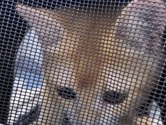 -瑞鹏宠物医院犬猫全科(真大分院)