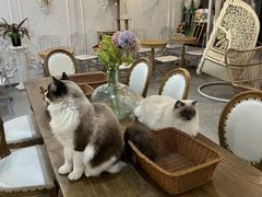 -共舞时光猫咖·狗咖(新街口店)