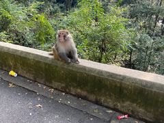 -黔灵山公园