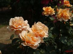 -上海滨江森林公园