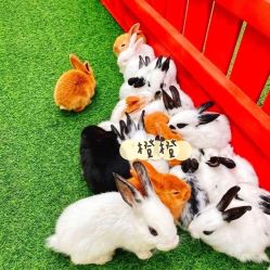 -萌宠亲子动物乐园(槐房万达店)