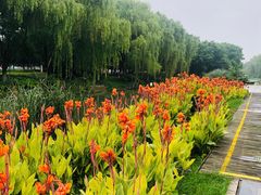 -昆山城市生态森林公园