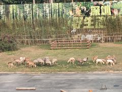 -深圳野生动物园