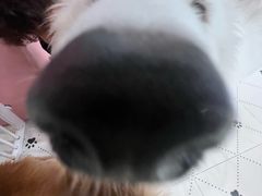 -毛绒耶耶撸宠馆·猫咖·狗咖·荷兰猪咖