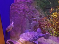 -西海国立公园九十九岛水族馆
