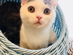 -Heymao猫咖.咖啡厅(东门店)