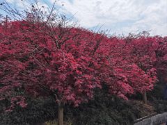 -重庆彩云湖湿地公园