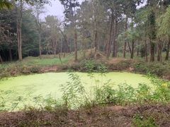 -日照海滨国家森林公园