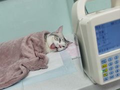-达爱动物医院·犬猫分区·CT·复杂眼科(远洋山水分院)