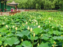 -莲花池公园