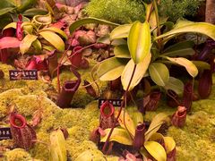 -中国科学院西双版纳热带植物园