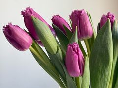 -循礼门鲜花花市(武汉循礼门店)