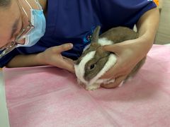 -北京观赏动物医院·24小时大型综合·猫专科·异宠专科