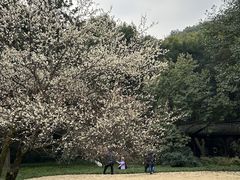 -杭州植物园