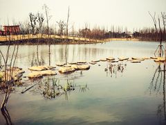 -上海长兴岛郊野公园