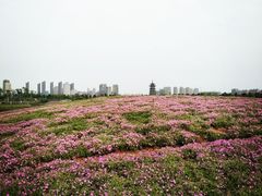 -洋湖国家湿地公园