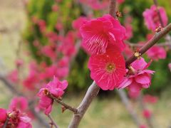 -陕西省西安植物园